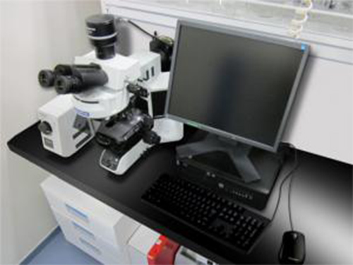 光学顕微鏡（正立型、蛍光観察可）